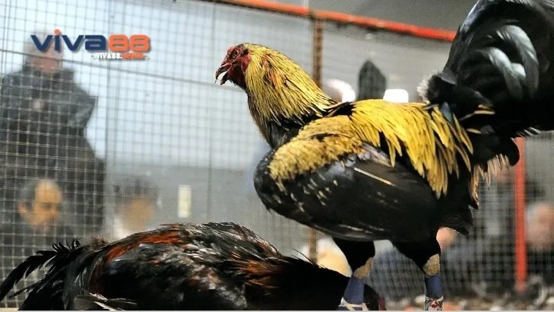 da-ga-asil-cua-tron-huong-dan