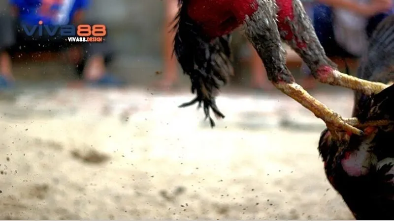 da-ga-cuban-rac-nguoi-tham-gia