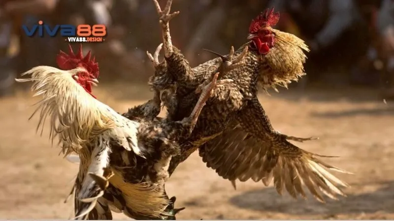 ga-cop-thomo-doi-tuong