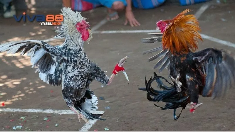 nhung-vay-ga-linh-meo